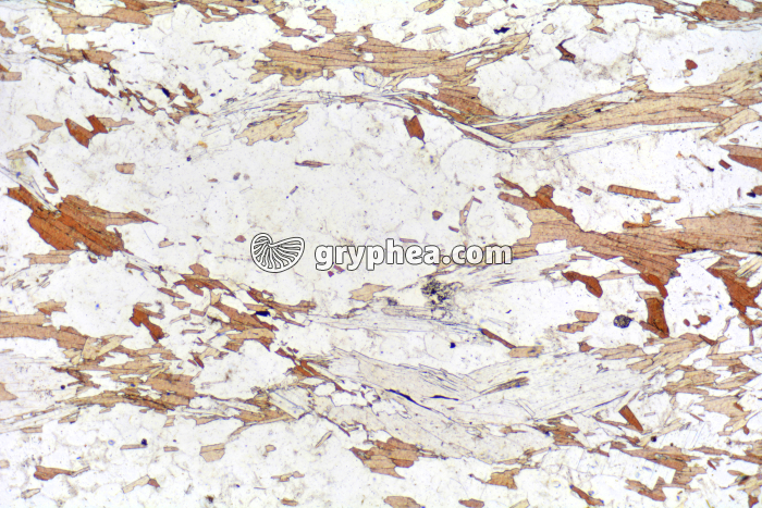 Gneiss à 2 micas (Bas Limousin) LPNA x10 - gryphea.org